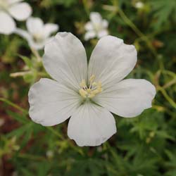 Geranio vivas flores blancas
